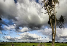 实至名归!张伟丽当选世界综合格斗年度最佳女子选手中新体坛.